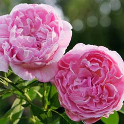 Rosier 'Mary Rose'